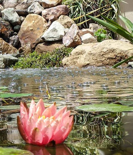 pond-lily