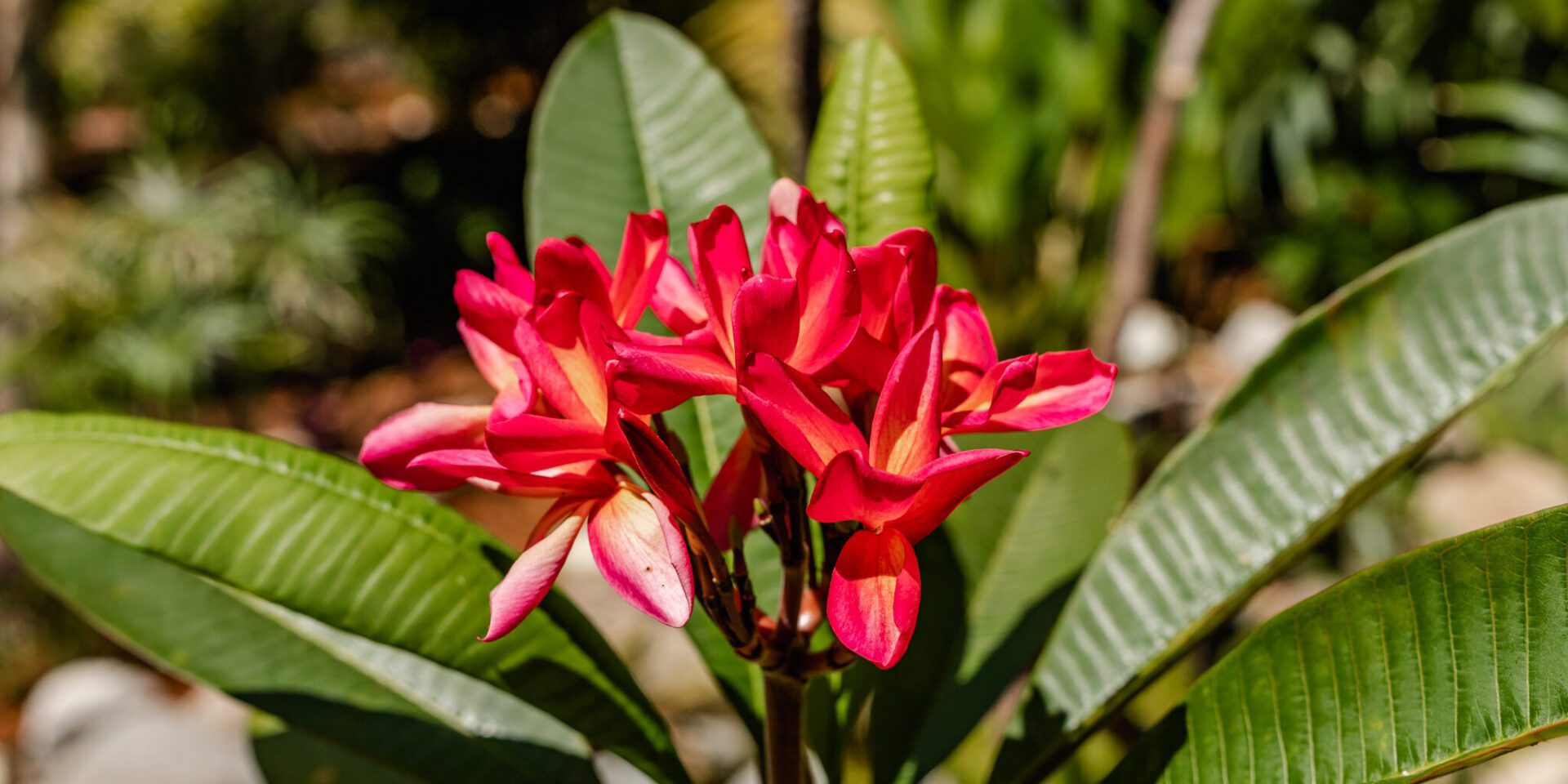 A plant with red flowers with green leaves