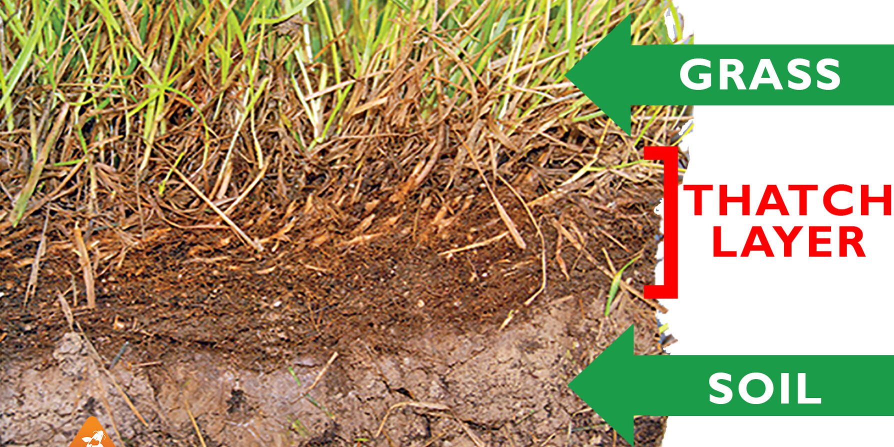 Grass and soil thatch layer diagram