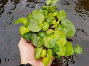 A person holding Water hyacinth plants