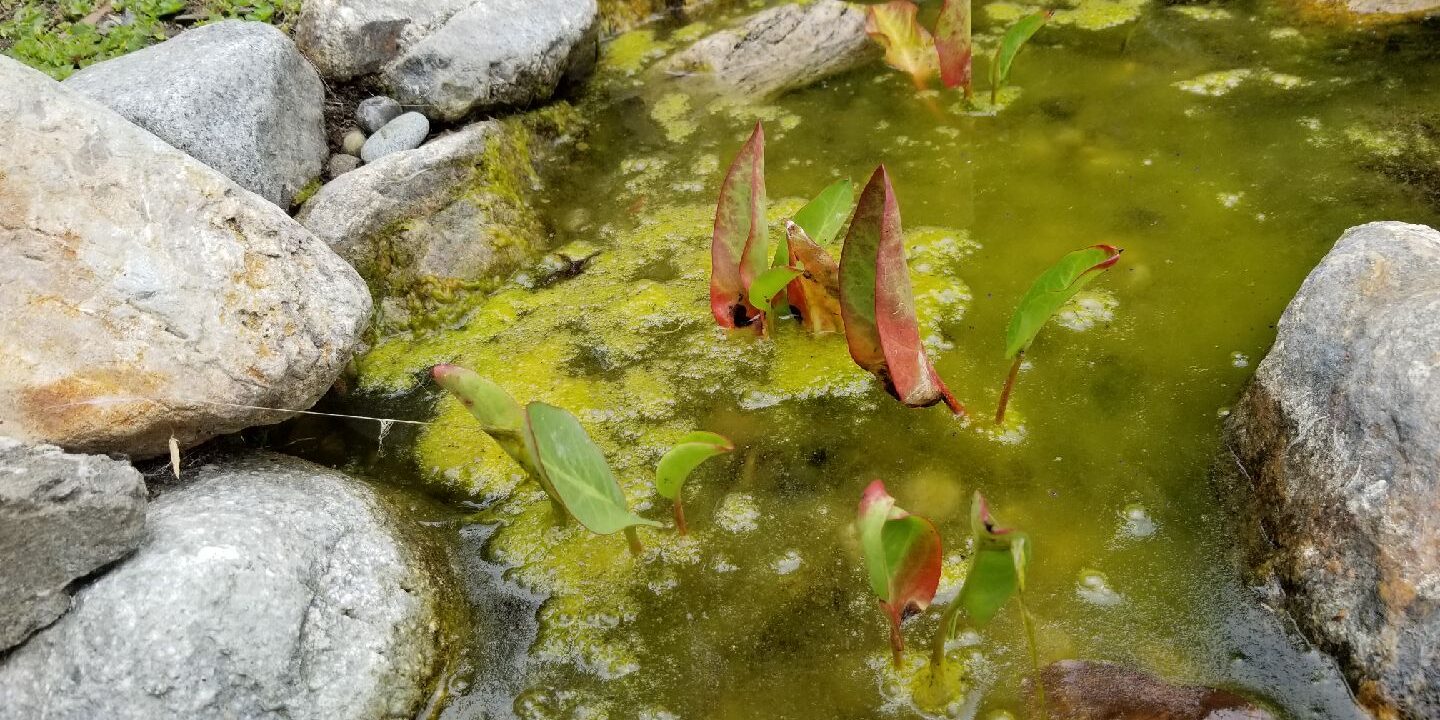 A dirty pond with green leaves and algae water