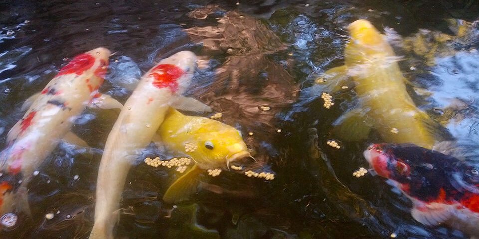 Fish swimming in the pond
