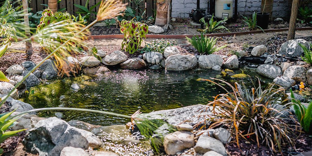 A view of a pond with plants and rocks