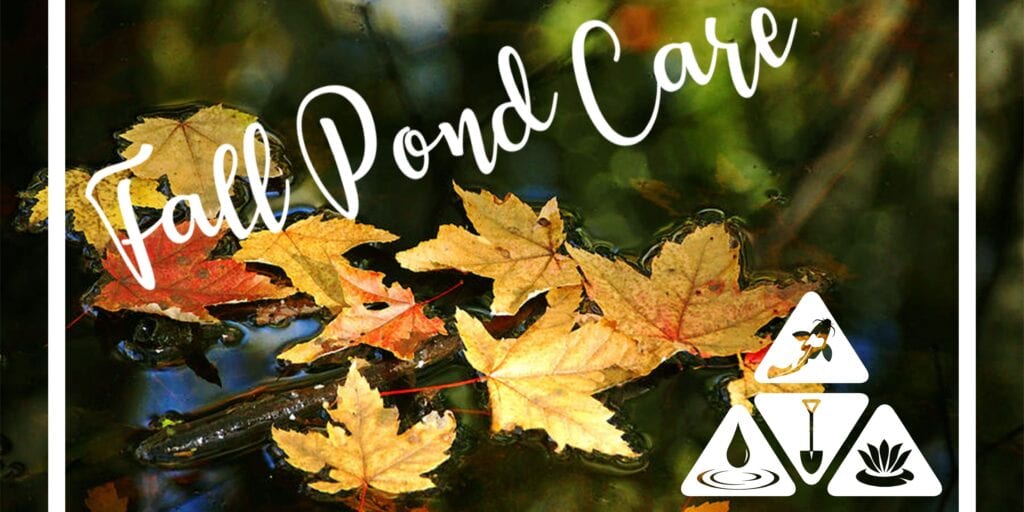 Pond Care activities to prepare for Winters