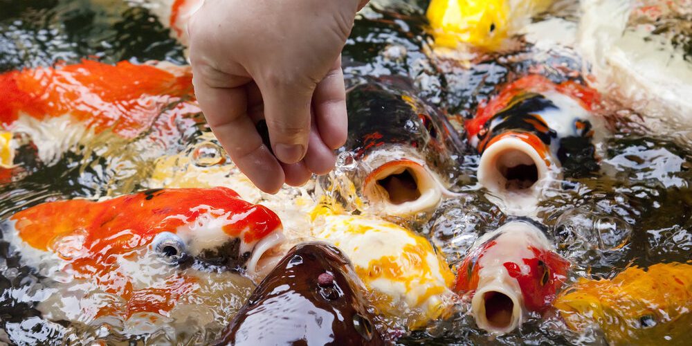 Koi fish come together during feeding process