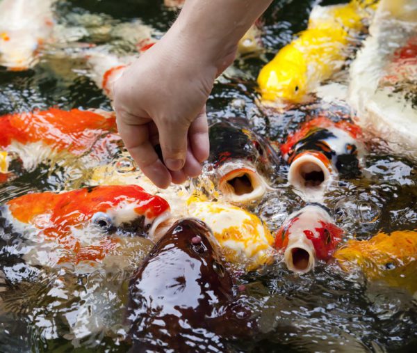 Feeding a bunch of koi in the pond