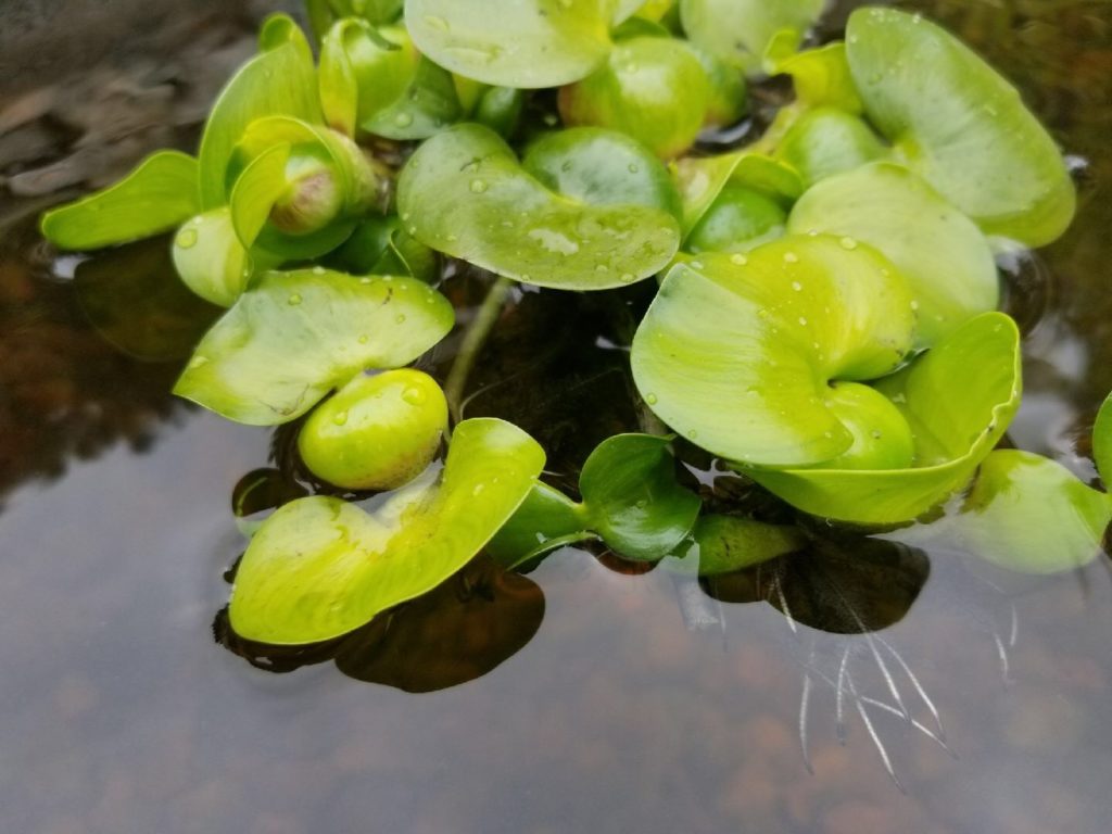 A hyacinth plant