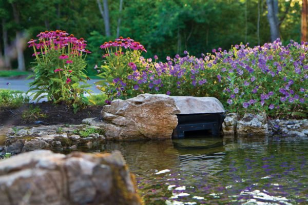 Water pond and flower