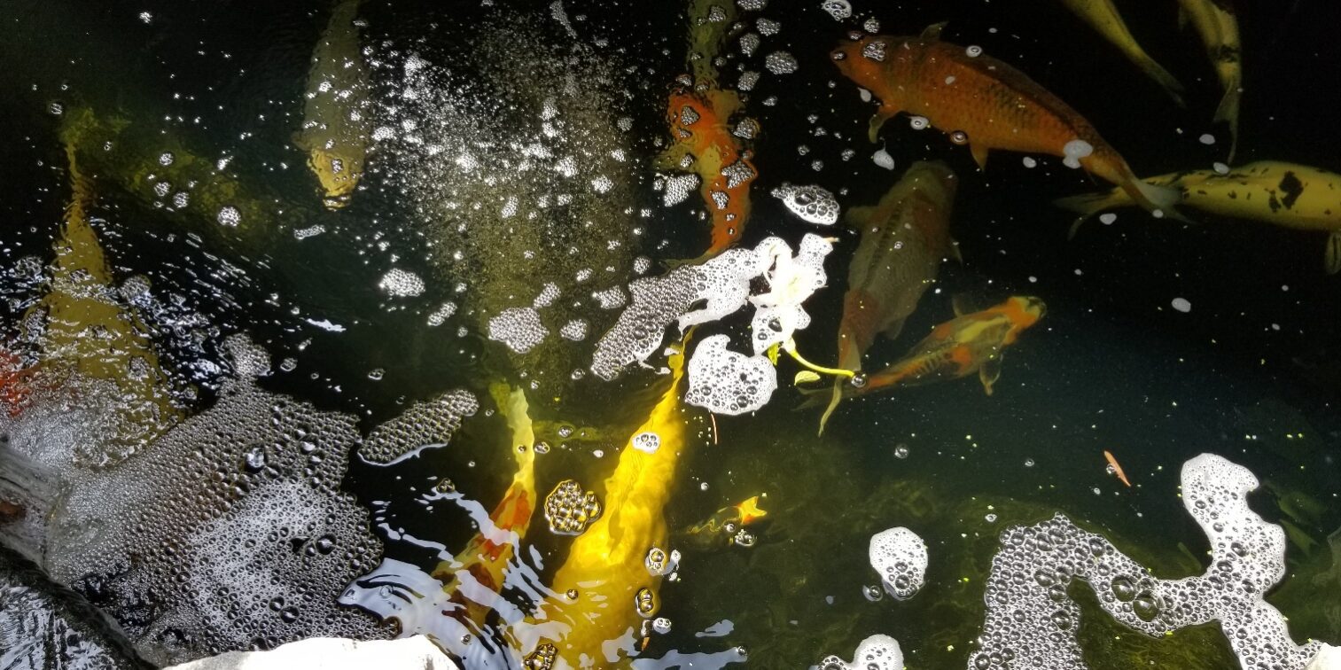 A view of fish swimming in the pond