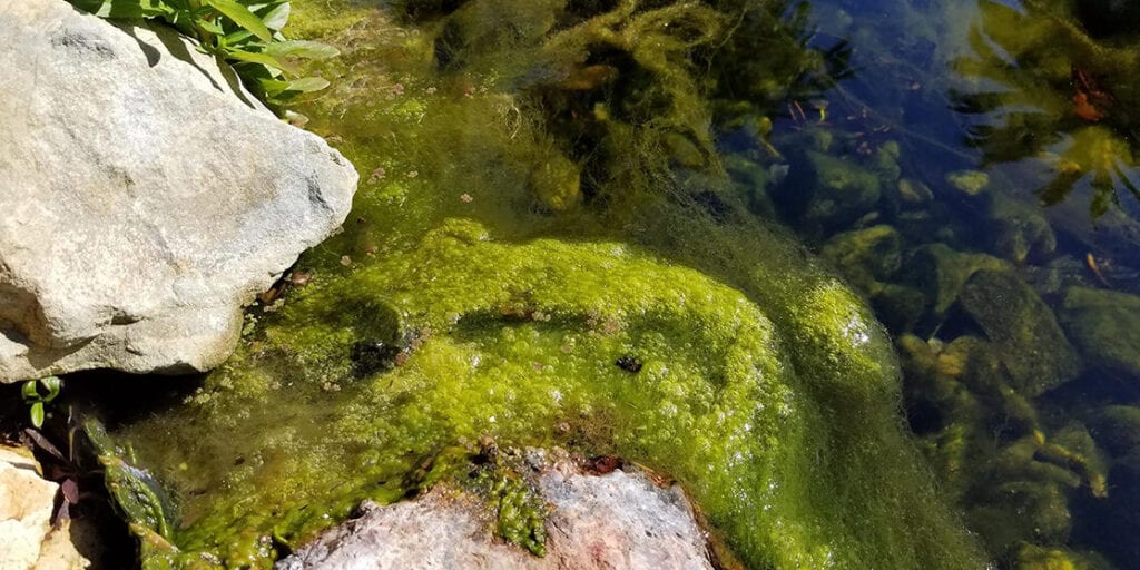 Tamassian algae in Pond