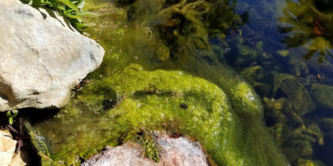 Algae on rocks with beautiful rocks