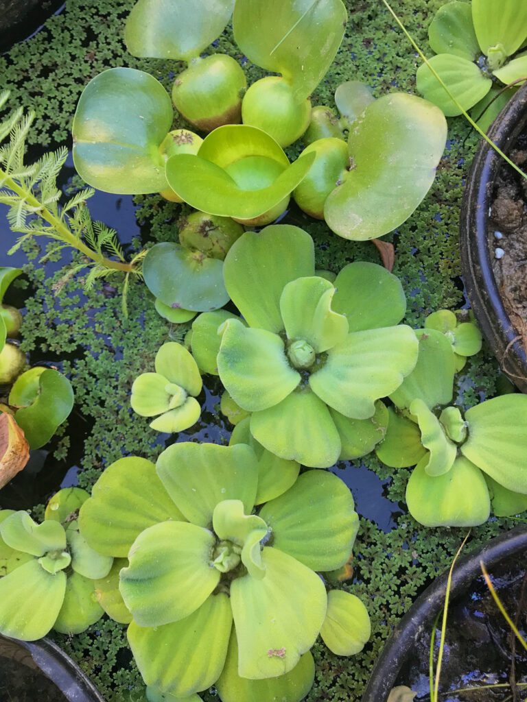 A view of water lettuce with clean green petals