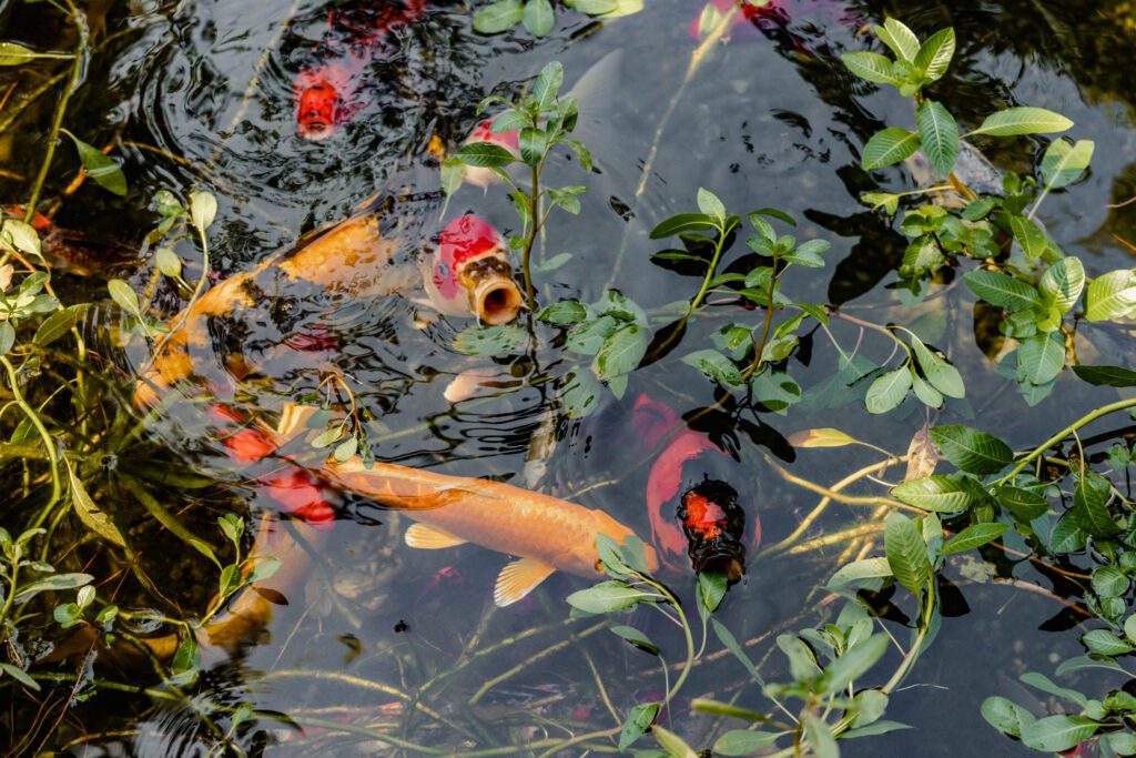 A pond with fish and plants and leaves