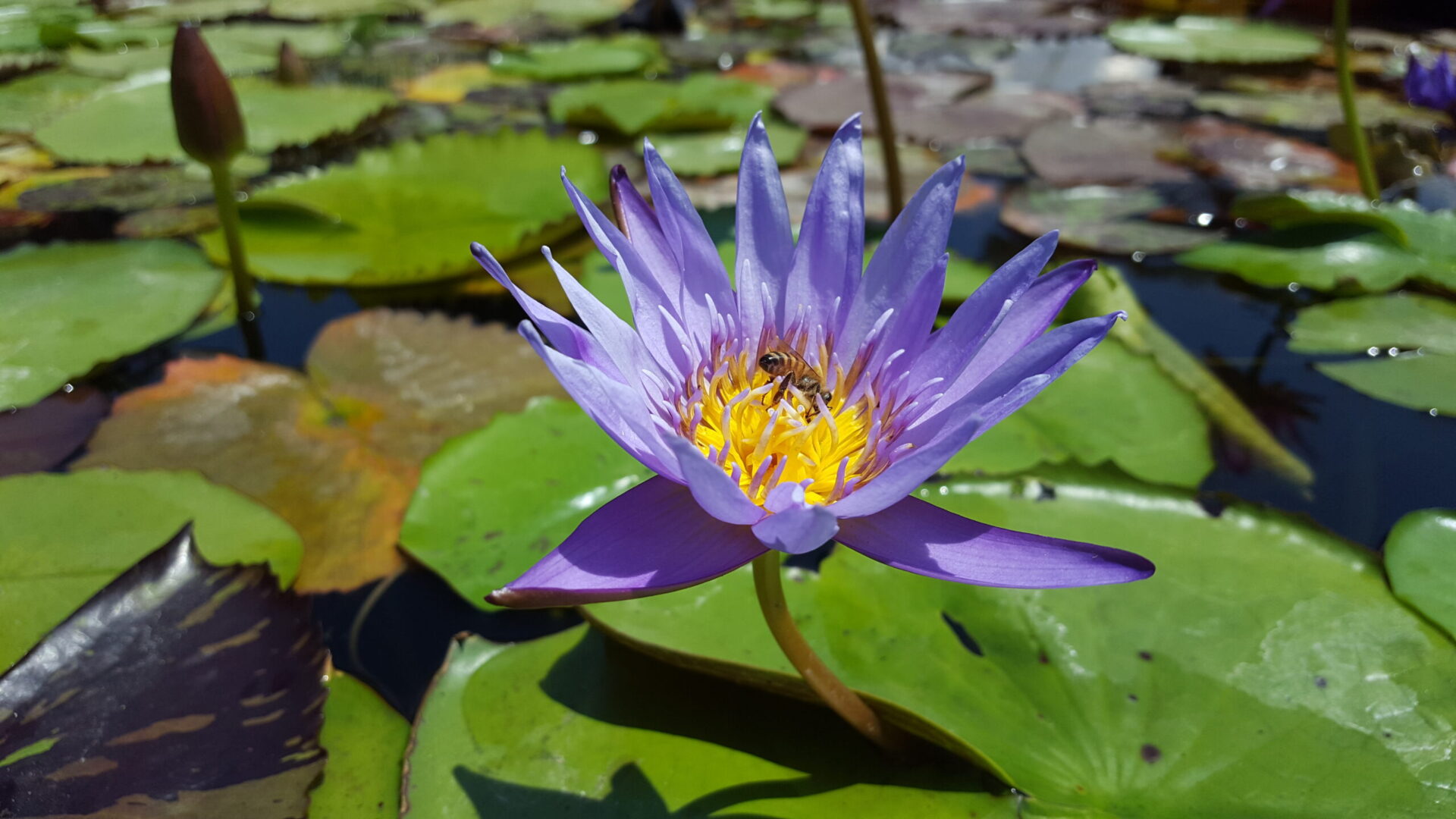 A purple flower with yellow body with green leaves
