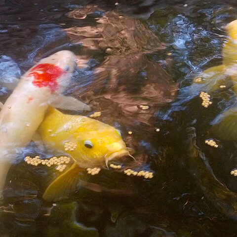 Feeding the hungry Koi Fish in the pond