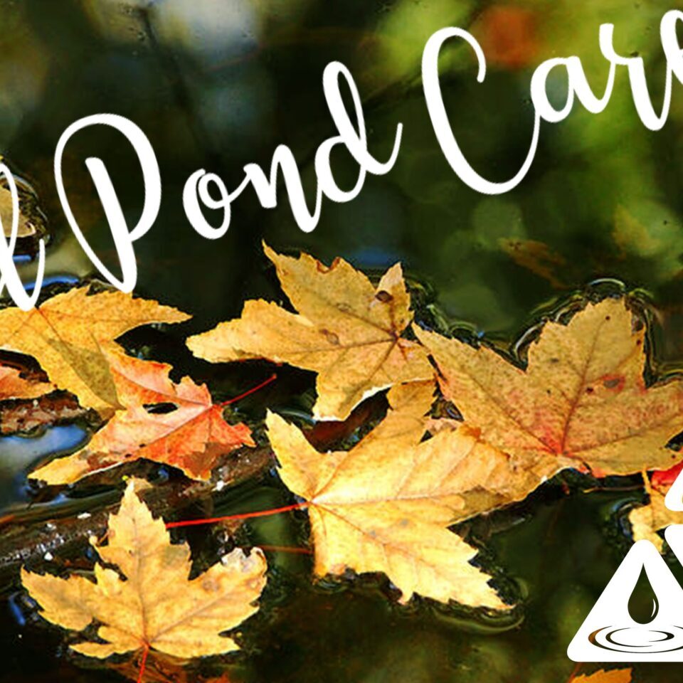Fall Pond Care