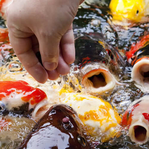 Koi fish come together during feeding process
