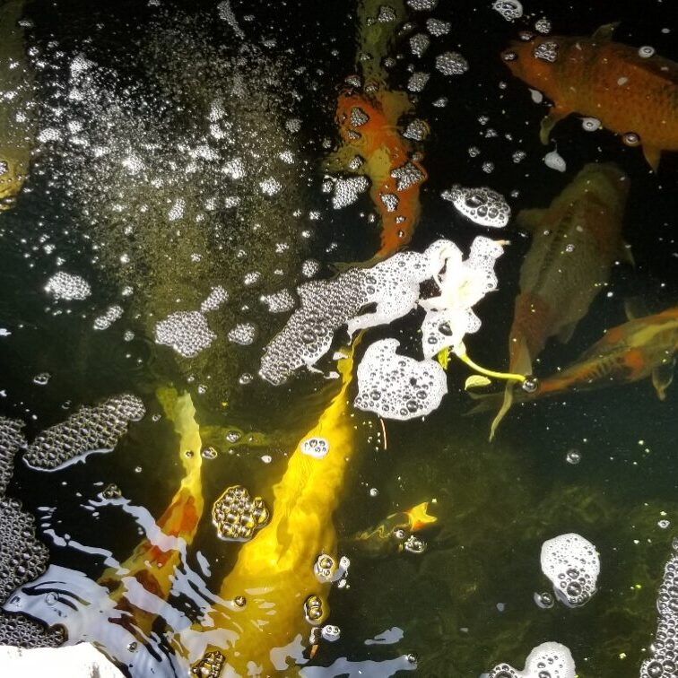 fish-spawning
