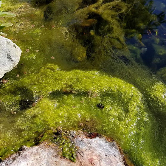 Tamassian algae in Pond